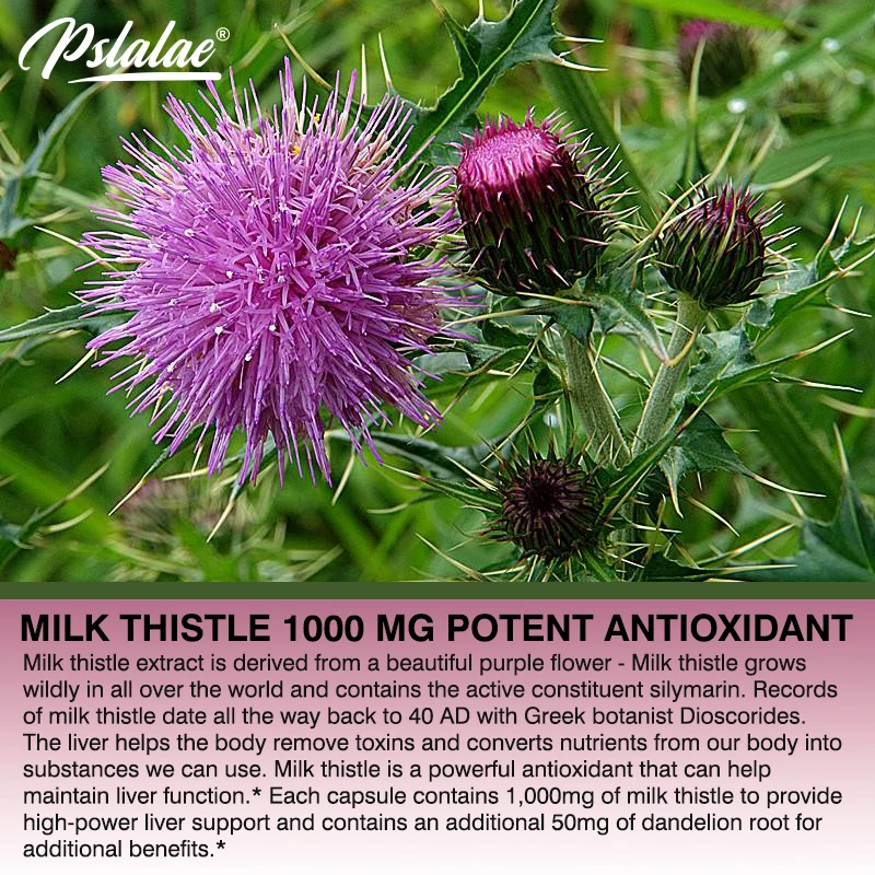 천연 밀크씨슬 보충제 - 풍부한 실리마린 및 민들레 뿌 - Milk Thistle Silymarin 리뷰 및 가격